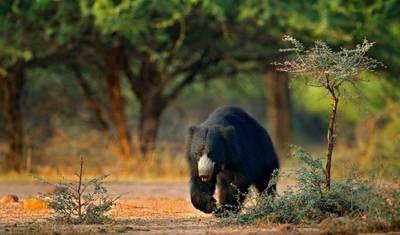 Indian Wildlife Odyssey — 2