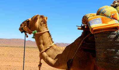 Trekking Berbere no Deserto do Sul 12 Dias — 3