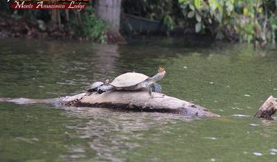 Tambopata: Lizaweć Gliniana Ar i Jezioro Sandoval 4 Dni/3 Noce — 4