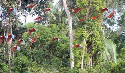 Tambopata: Barranco de Araras e Lago Sandoval – 5 Dias/4 Noites — 4