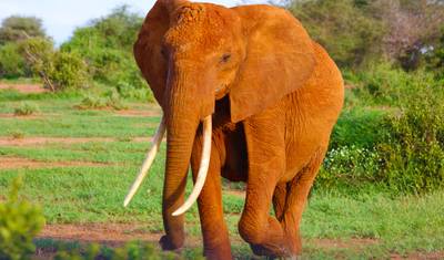 8 أيام - جولة دلتا أوكافانغو، منتزه تشوبي الوطني (بوتسوانا)، ليفنجستون (زامبيا) سفاري يركز على الحياة البرية — 3