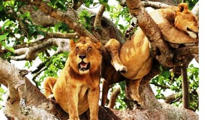 Safari de 12 Dias em Uganda: Primatas e Vida Selvagem — 2