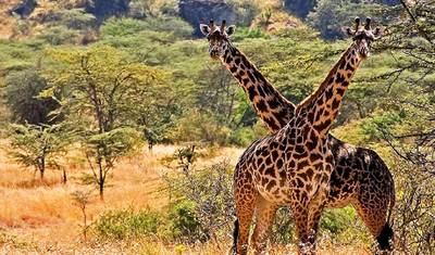 Safari de 12 Dias em Uganda: Primatas e Vida Selvagem — 4