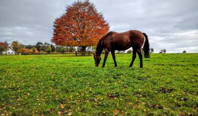 Kerry Royal — 5