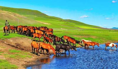 5-dniowa spersonalizowana wycieczka na Festiwal Naadam w Mongolii, prywatny przewodnik i kierowca — 4