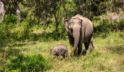 Sri Lanka 13 Days Tour Package — 5