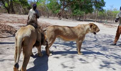 Wycieczka Safari po Senegalu 14 Dni/13 Nocy — 2