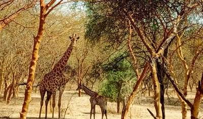 Wycieczka Safari po Senegalu 14 Dni/13 Nocy — 5