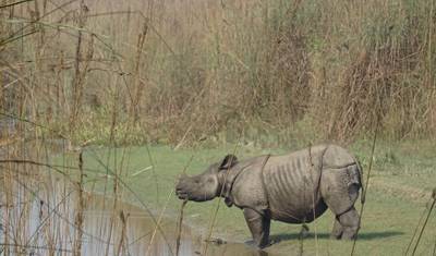 Safari w Bardiya — 3