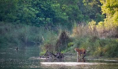 Safari w Bardiya — 4