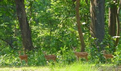 Safari w Bardiya — 2