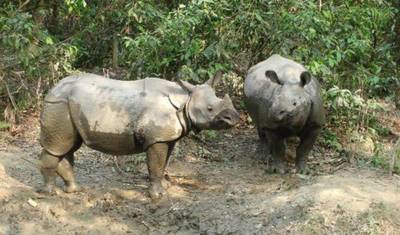 Excursão de safári na selva em Chitwan: 2 Noites/3 Dias — 4