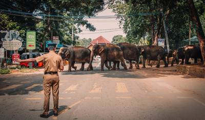 4 Days Tour In Sri Lanka — 2