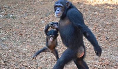 Safari Especial de 7 Dias em Uganda — 2