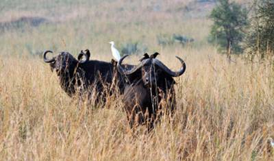 Safari Especial de 7 Dias em Uganda — 3