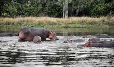 Safari Especial de 7 Dias em Uganda — 4