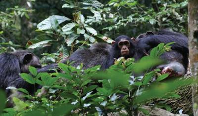 Safari Especial de 7 Dias em Uganda — 5