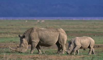 Safari de Vida Selvagem de 3 dias em Murchison Falls — 2