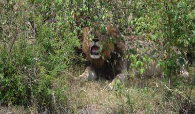 Safari de Vida Selvagem de 3 dias em Murchison Falls — 3