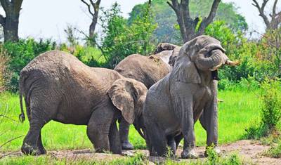 Safari de Vida Selvagem de 3 dias em Murchison Falls — 4