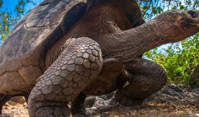 Machu Picchu i Galapagos — 4