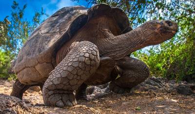 Wulkany i Galapagos — 2