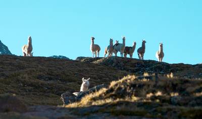 Lares Trek do Machu Picchu — 4