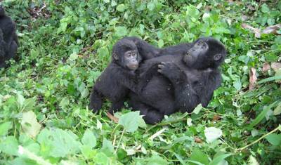 Safari de 4 Dias: Rastreamento de Gorilas em Bwindi e Queen Elizabeth — 2