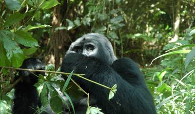 Safari de 4 Dias: Rastreamento de Gorilas em Bwindi e Queen Elizabeth — 3