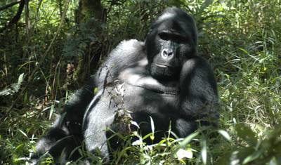 Safari de 4 Dias: Rastreamento de Gorilas em Bwindi e Queen Elizabeth — 4