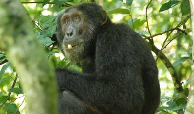Safari de 4 Dias: Rastreamento de Gorilas em Bwindi e Queen Elizabeth — 5