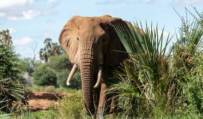 7 Days Tailor-Made Kenya Luxury  Safari — 4