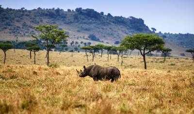 7 Days Tailor-Made Kenya Luxury  Safari — 5