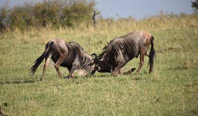 7 Days Tailor-Made Kenya Luxury  Safari — 3