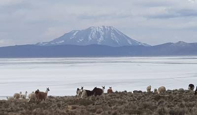 5 أيام Arequipa & Colca Canyon & حجر السيلار & بحيرة ساليناس المالحة — 3