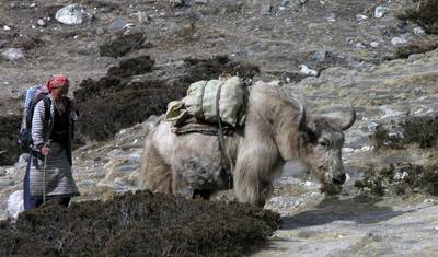 Trekking Curto com Vista para o Everest - 8 Dias no Nepal — 3