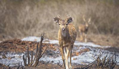 De Bangalore ao Parque Nacional de Nagarhole — 3
