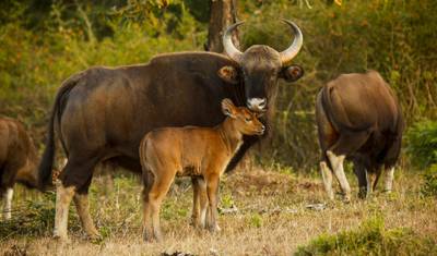 De Bangalore ao Parque Nacional de Nagarhole — 5