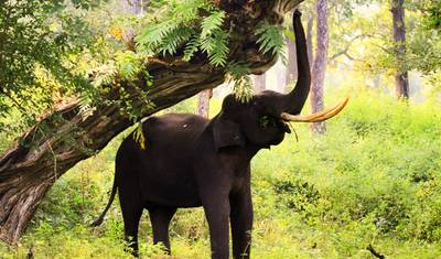De Bangalore ao Parque Nacional de Nagarhole — 2