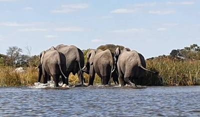 7 Dias de Safari em Chobe, Cataratas Vitória e Okavango Delta — 2