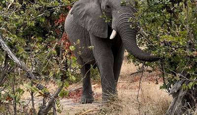 7 Dias de Safari em Chobe, Cataratas Vitória e Okavango Delta — 4