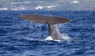 Escapada Autoguiada na Ilha Terceira, Açores — 3