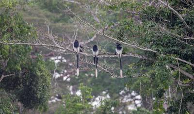 Mout Cameroon Trekking Adventure 10D/9N — 5