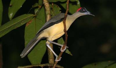 Azobe East Adventure Safari 13D/12N — 2