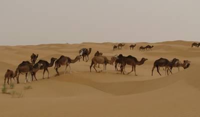 Camel Riding Adventure at Great Oriental Erg 7 Days/ 6 Nights — 3