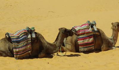 Camel Riding Adventure at Great Oriental Erg 7 Days/ 6 Nights — 4