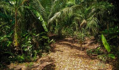Puerto Maldonado Amazon Superior Lodge 5D/4N (from Puerto Maldonado) — 4