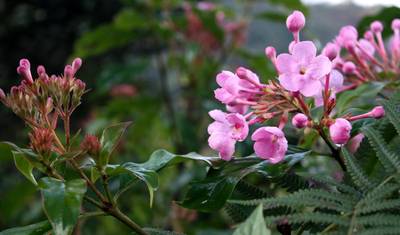 Trekking do Bazy Annapurny — 4