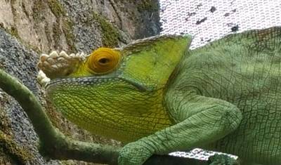マダガスカル南部12日間 — 4