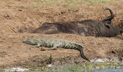3-Day Akagera National Park Wildlife Safari — 2